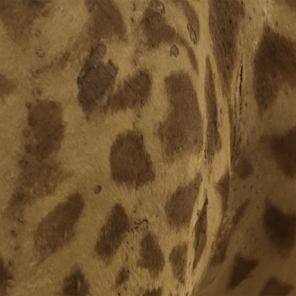 Mini vidéos pour méga animaux